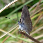 grass blue butterfly, mornington peninsula