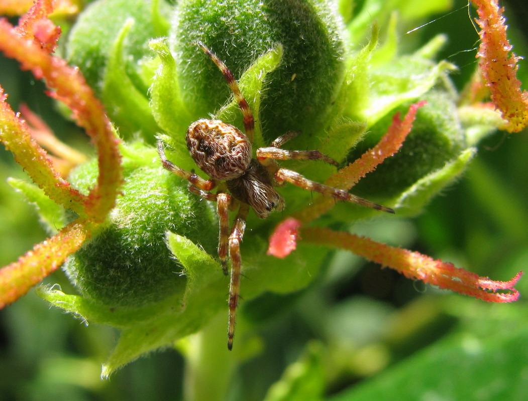 Adriana quadripartita glabrous form female with spider